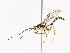  ( - CBG-A41837-G11)  @11 [ ] CreativeCommons - Attribution Share - Alike (2024) CBG Photography Group Centre for Biodiversity Genomics