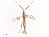  (crypMalaise01 Malaise6940 - CBG-A41838-D06)  @11 [ ] CreativeCommons - Attribution Share - Alike (2024) CBG Photography Group Centre for Biodiversity Genomics