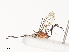  ( - CBG-A41838-E04)  @11 [ ] CreativeCommons - Attribution Share - Alike (2024) CBG Photography Group Centre for Biodiversity Genomics