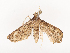  ( - CBG-A41839-A10)  @11 [ ] CreativeCommons - Attribution Share - Alike (2024) CBG Photography Group Centre for Biodiversity Genomics