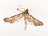  ( - CBG-A41839-A12)  @11 [ ] CreativeCommons - Attribution Share - Alike (2024) CBG Photography Group Centre for Biodiversity Genomics