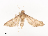  ( - CBG-A41839-B06)  @11 [ ] CreativeCommons - Attribution Share - Alike (2024) CBG Photography Group Centre for Biodiversity Genomics