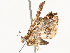  ( - CBG-A54500-C01)  @11 [ ] CreativeCommons - Attribution Share - Alike (2024) CBG Photography Group Centre for Biodiversity Genomics