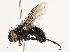  ( - CBG-A58562-A09)  @11 [ ] CreativeCommons - Attribution Share - Alike (2024) CBG Photography Group Centre for Biodiversity Genomics