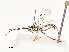  ( - CBG-A58573-B04)  @11 [ ] CreativeCommons - Attribution Share - Alike (2024) CBG Photography Group Centre for Biodiversity Genomics