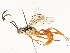  ( - CBG-A58573-C12)  @11 [ ] CreativeCommons - Attribution Share - Alike (2024) CBG Photography Group Centre for Biodiversity Genomics
