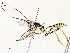  ( - CBG-A58574-A10)  @11 [ ] CreativeCommons - Attribution Share - Alike (2024) CBG Photography Group Centre for Biodiversity Genomics