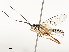  ( - CBG-A58575-E02)  @11 [ ] CreativeCommons - Attribution Share - Alike (2024) CBG Photography Group Centre for Biodiversity Genomics