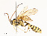  ( - CBG-A58609-A08)  @11 [ ] CreativeCommons - Attribution Share - Alike (2025) CBG Photography Group Centre for Biodiversity Genomics