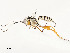  ( - CBG-A58625-A11)  @11 [ ] CreativeCommons - Attribution Share - Alike (2024) CBG Photography Group Centre for Biodiversity Genomics