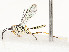  ( - CBG-A58625-B02)  @11 [ ] CreativeCommons - Attribution Share - Alike (2024) CBG Photography Group Centre for Biodiversity Genomics