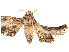  ( - CBG-A58625-D12)  @11 [ ] CreativeCommons - Attribution Share - Alike (2024) CBG Photography Group Centre for Biodiversity Genomics