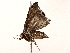  ( - BIOUG62728-E09)  @11 [ ] CreativeCommons - Attribution (2022) CBG Photography Group Centre for Biodiversity Genomics