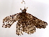  ( - BIOUG62728-F01)  @11 [ ] CreativeCommons - Attribution (2022) CBG Photography Group Centre for Biodiversity Genomics