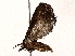  ( - BIOUG62728-F07)  @11 [ ] CreativeCommons - Attribution (2022) CBG Photography Group Centre for Biodiversity Genomics