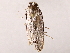  ( - BIOUG73025-G12)  @11 [ ] CreativeCommons - Attribution (2021) CBG Photography Group Centre for Biodiversity Genomics