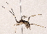  ( - BIOUG73026-F06)  @11 [ ] CreativeCommons - Attribution (2021) CBG Photography Group Centre for Biodiversity Genomics