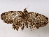  ( - BIOUG73028-D02)  @11 [ ] CreativeCommons - Attribution (2022) CBG Photography Group Centre for Biodiversity Genomics