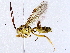  ( - BIOUG73028-F01)  @11 [ ] CreativeCommons - Attribution (2022) CBG Photography Group Centre for Biodiversity Genomics