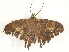  ( - BIOUG73028-F10)  @11 [ ] CreativeCommons - Attribution (2022) CBG Photography Group Centre for Biodiversity Genomics