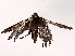  ( - BIOUG73648-B12)  @11 [ ] CreativeCommons - Attribution (2021) CBG Photography Group Centre for Biodiversity Genomics