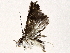  ( - BIOUG73648-D05)  @13 [ ] CreativeCommons - Attribution (2021) CBG Photography Group Centre for Biodiversity Genomics