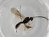  (Heterospilus Malaise3407 - BIOUG75185-H05)  @11 [ ] CreativeCommons - Attribution (2022) Centre for Biodiversity Genomics Centre for Biodiversity Genomics