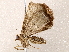  ( - BIOUG76502-D04)  @11 [ ] CreativeCommons - Attribution (2022) CBG Photography Group Centre for Biodiversity Genomics
