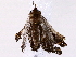  ( - BIOUG76503-B11)  @11 [ ] CreativeCommons - Attribution (2022) CBG Photography Group Centre for Biodiversity Genomics