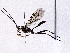  ( - BIOUG76503-E02)  @11 [ ] CreativeCommons - Attribution (2022) CBG Photography Group Centre for Biodiversity Genomics