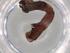  (Cyclophora Malaise9106 - BIOUG76860-G09)  @11 [ ] CreativeCommons - Attribution (2022) Centre for Biodiversity Genomics Centre for Biodiversity Genomics