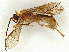  ( - BIOUG76966-D11)  @11 [ ] CreativeCommons - Attribution Share - Alike (2024) CBG Photography Group Centre for Biodiversity Genomics