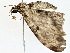  ( - BIOUG77720-E03)  @11 [ ] CreativeCommons - Attribution (2022) CBG Photography Group Centre for Biodiversity Genomics