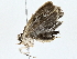  ( - BIOUG77738-C07)  @11 [ ] CreativeCommons - Attribution (2022) CBG Photography Group Centre for Biodiversity Genomics