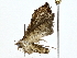  ( - BIOUG77738-D05)  @11 [ ] CreativeCommons - Attribution (2022) CBG Photography Group Centre for Biodiversity Genomics