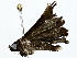  ( - BIOUG77755-A07)  @11 [ ] CreativeCommons - Attribution (2022) CBG Photography Group Centre for Biodiversity Genomics