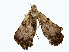  (erebidBioLep01 BioLep778 - BIOUG77756-A06)  @11 [ ] CreativeCommons - Attribution (2022) CBG Photography Group Centre for Biodiversity Genomics