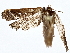  (Euclea Malaise1236 - BIOUG77756-A08)  @11 [ ] CreativeCommons - Attribution (2022) CBG Photography Group Centre for Biodiversity Genomics