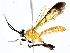  ( - BIOUG77756-D06)  @11 [ ] CreativeCommons - Attribution (2022) CBG Photography Group Centre for Biodiversity Genomics