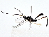  ( - BIOUG77756-D12)  @11 [ ] CreativeCommons - Attribution (2022) CBG Photography Group Centre for Biodiversity Genomics