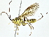  ( - BIOUG77722-A06)  @11 [ ] CreativeCommons - Attribution (2022) CBG Photography Group Centre for Biodiversity Genomics