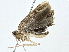  ( - BIOUG77722-C11)  @11 [ ] CreativeCommons - Attribution (2022) CBG Photography Group Centre for Biodiversity Genomics