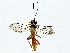  (crypMalaise01 Malaise2196 - BIOUG77722-D07)  @11 [ ] CreativeCommons - Attribution (2022) CBG Photography Group Centre for Biodiversity Genomics