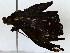  ( - BIOUG77722-D12)  @11 [ ] CreativeCommons - Attribution (2022) CBG Photography Group Centre for Biodiversity Genomics