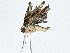  ( - BIOUG77722-G05)  @11 [ ] CreativeCommons - Attribution (2022) CBG Photography Group Centre for Biodiversity Genomics