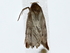  ( - BIOUG77738-G10)  @11 [ ] CreativeCommons - Attribution (2022) CBG Photography Group Centre for Biodiversity Genomics