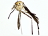  ( - BIOUG77739-A05)  @11 [ ] CreativeCommons - Attribution (2022) CBG Photography Group Centre for Biodiversity Genomics