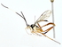  ( - BIOUG77739-B05)  @11 [ ] CreativeCommons - Attribution (2022) CBG Photography Group Centre for Biodiversity Genomics