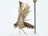  ( - BIOUG77739-E10)  @11 [ ] CreativeCommons - Attribution (2022) CBG Photography Group Centre for Biodiversity Genomics