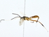  ( - BIOUG77739-F10)  @11 [ ] CreativeCommons - Attribution (2022) CBG Photography Group Centre for Biodiversity Genomics